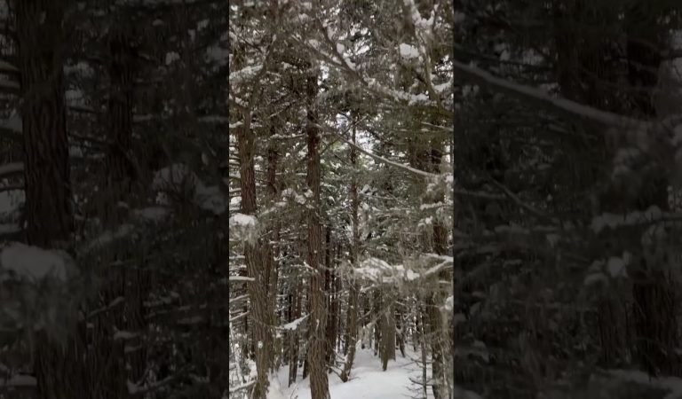 ❄️ ASMR Snow Sounds ❄️ Walking through a remote forest in Alaska during the Winter! #asmr  #forest